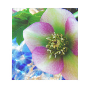 Pink Lenten Rose blue glass ball Notepad