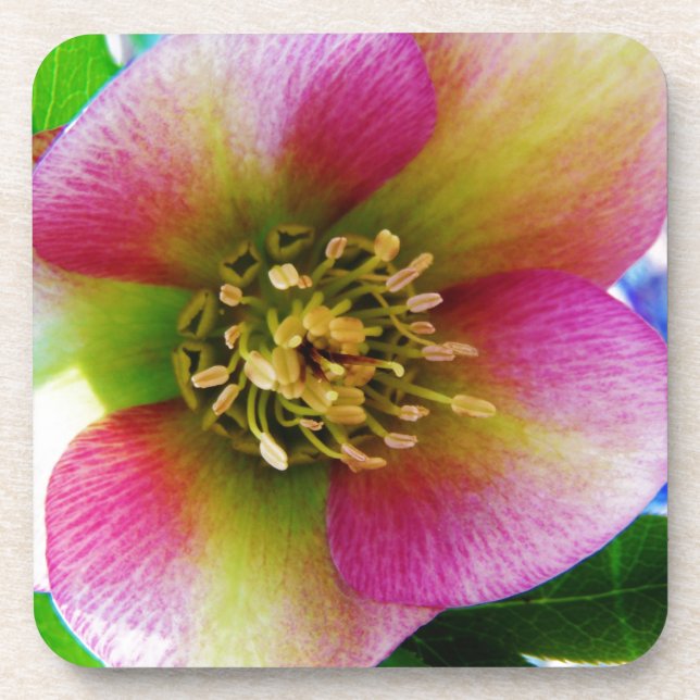 Pink Lenten Rose, Coaster (Front)