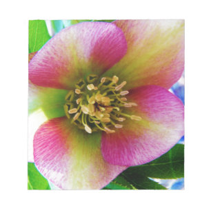 Pink Lenten Rose, Notepad