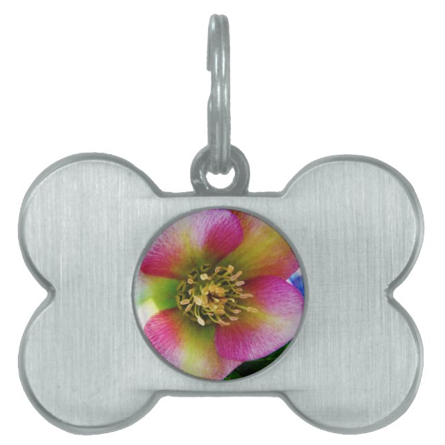 Pink Lenten Rose, Pet ID Tag (Front)
