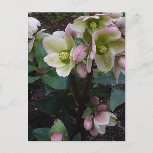 Pink Lenten Rose Postcard (Front)
