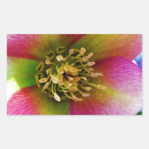 Pink Lenten Rose, Rectangular Sticker