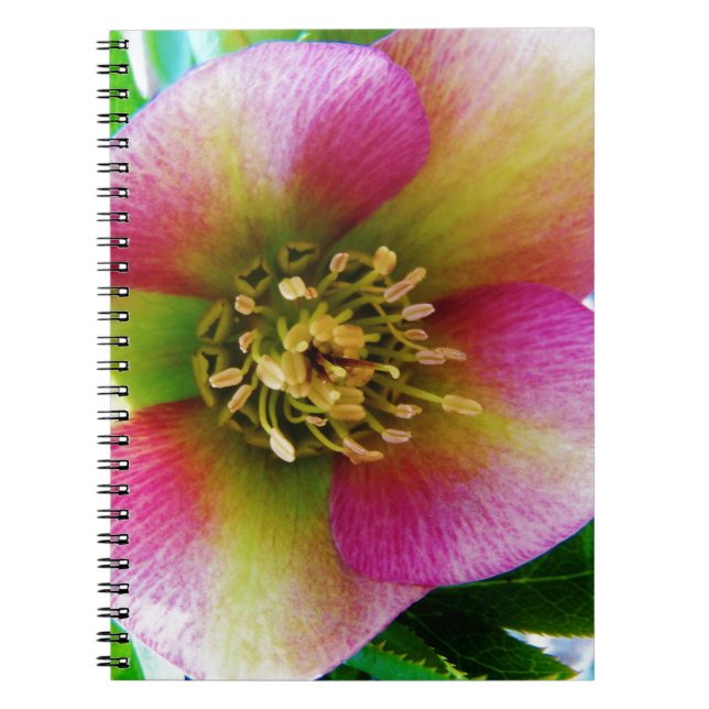 Pink Lenten Rose, Spiral Notebook (Front)