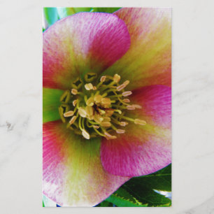 Pink Lenten Rose, Stationery