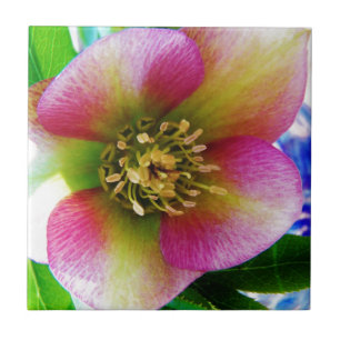 Pink Lenten Rose, Tile
