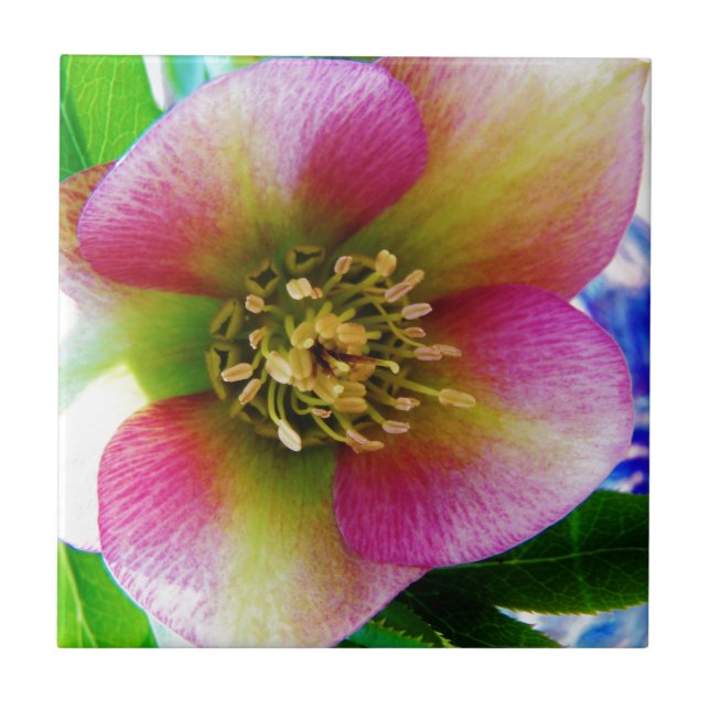 Pink Lenten Rose, Tile (Front)