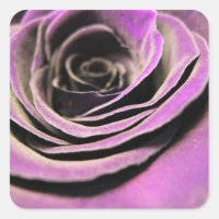 Pink Lilac Rose