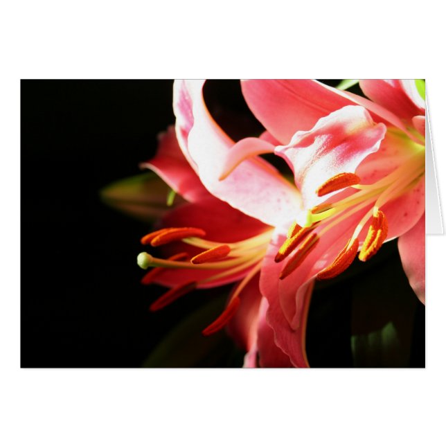 Pink Lilies (Front Horizontal)