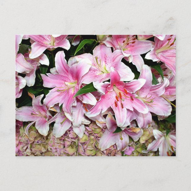 Pink Lilies & Hydrangea Postcard (Front)