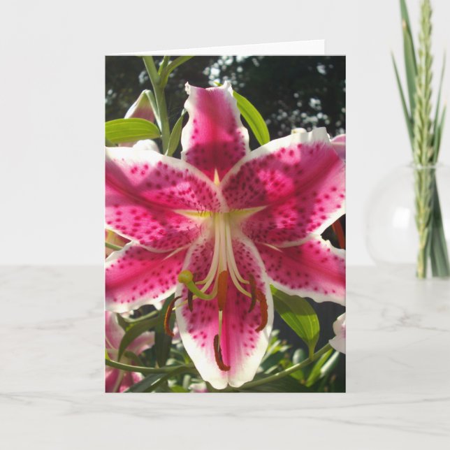 Pink lilies pink tropical flowers pink floral card (Front)