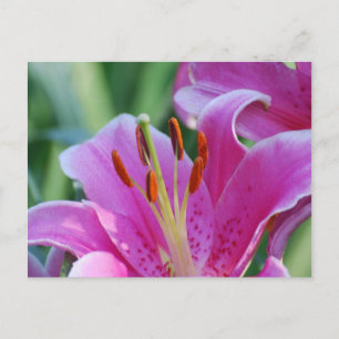 Pink Lilies  Postcard