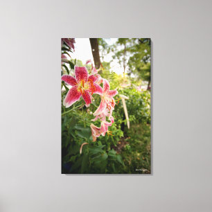 Pink Lillies Canvas Print