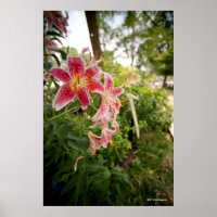 Pink Lillies