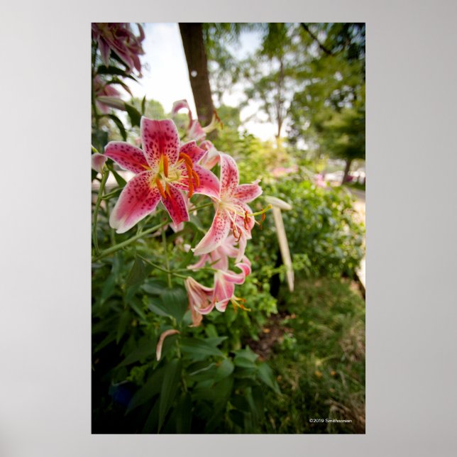 Pink Lillies Poster (Front)