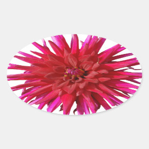 Pink Lilly Oval Sticker