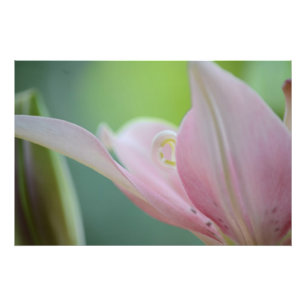Pink Lily by Shirley Taylor Photo Print