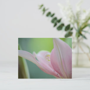 Pink Lily by Shirley Taylor Postcard