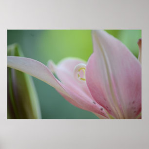 Pink Lily by Shirley Taylor Poster