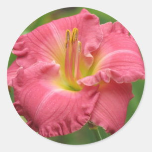 Pink Lily - Daylily Classic Round Sticker