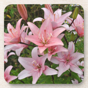 Pink lily floral beauty coaster