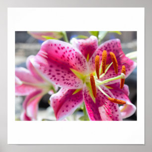 Pink Lily Flower Photo Poster