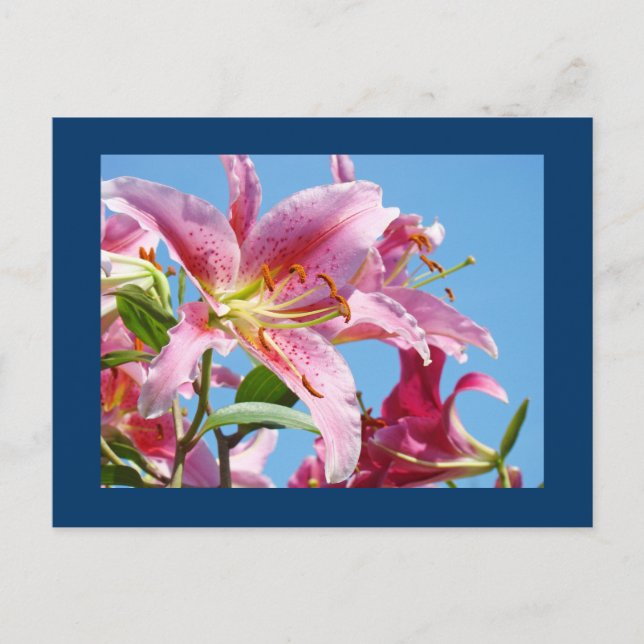 Pink Lily Flower postcards Blue Sky Botanical (Front)