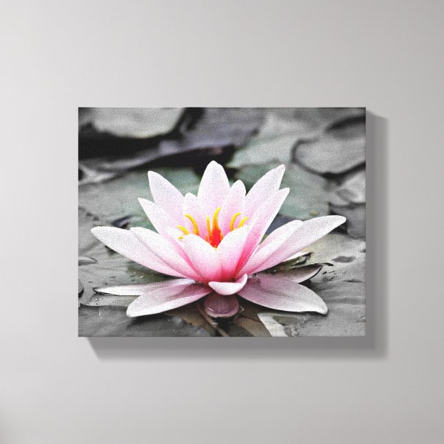 Pink Lily Flower with black background  Canvas Print (Front)