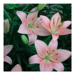 Pink Lily Flowers Glossy Poster