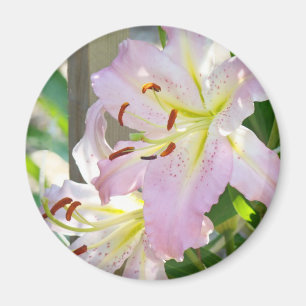 Pink Lily Flowers magnet Pink Pastel Lilies magnet