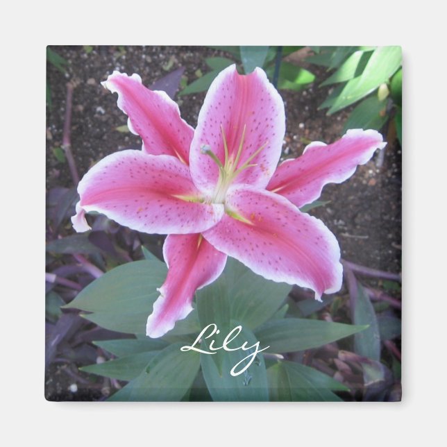 Pink Lily Magnet (Front)