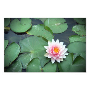 Pink Lily Pad Flower on Pond Photographic Print