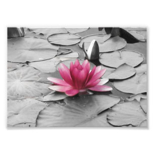 Pink lily pad flower photo print