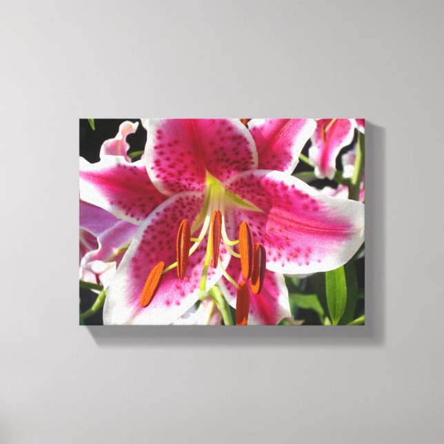 Pink lily pink floral pink flower tropical flower canvas print (Front)