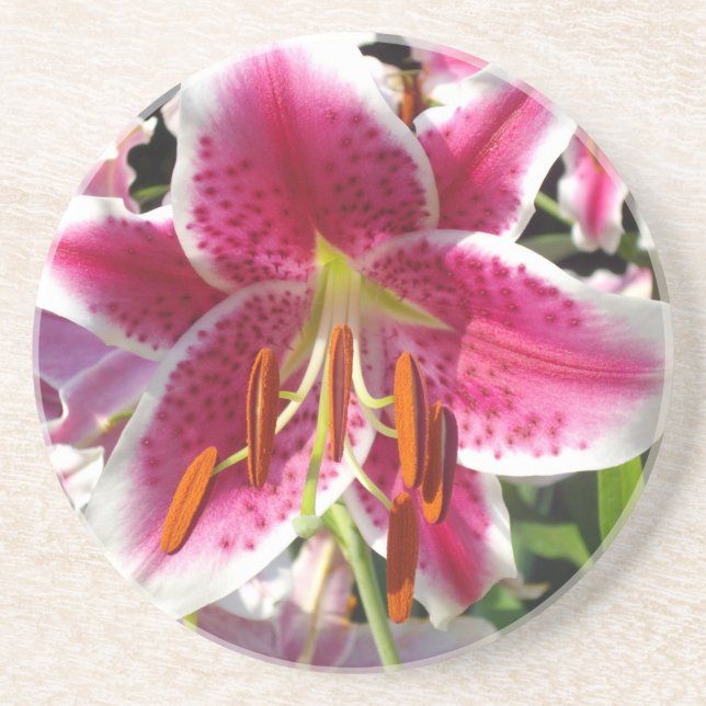 Pink lily pink floral pink flower tropical flower coaster (Front)