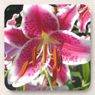 Pink lily pink floral pink flower tropical flower coaster