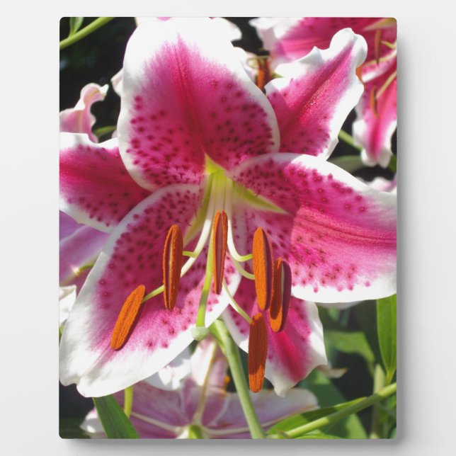 Pink lily pink floral pink flower tropical flower plaque (Front)