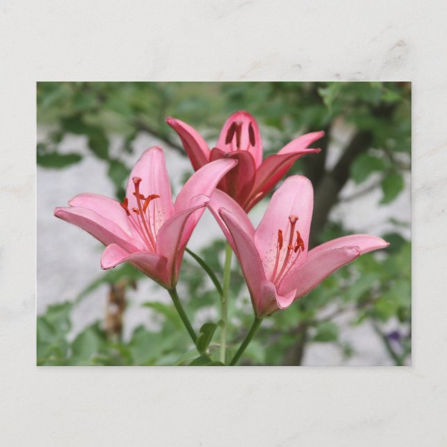 Pink Lily Postcard (Front)
