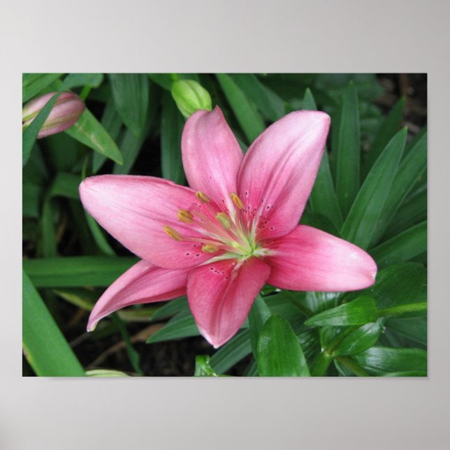 Pink Lily Poster (Front)