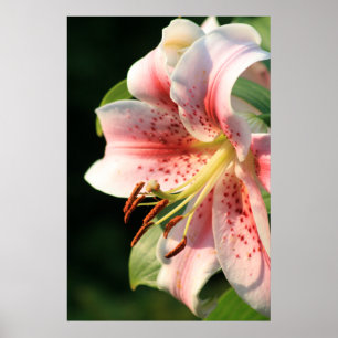 Pink Lily! Poster