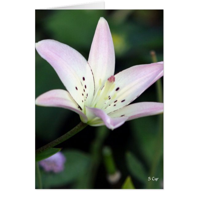 Pink Lily, S Cyr (Front)