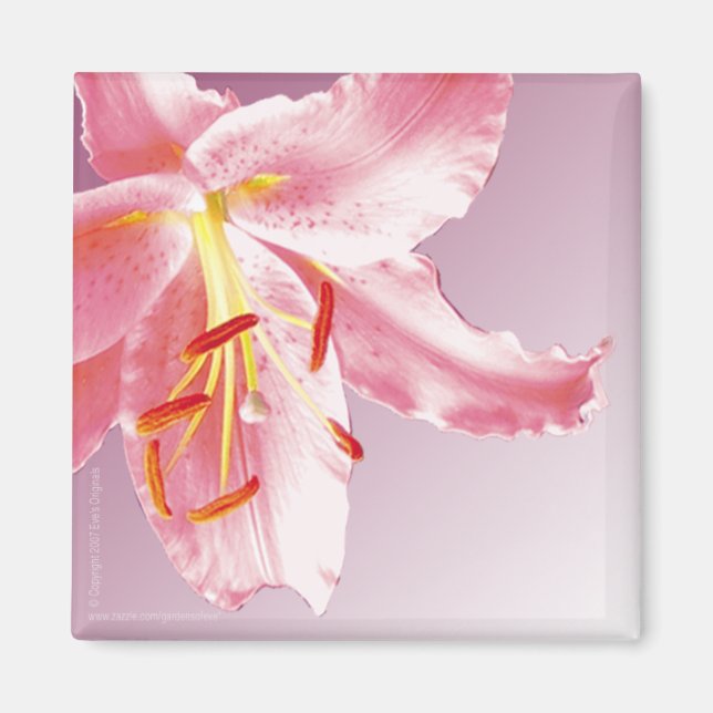 PINK LILY Sq Magnet (Front)