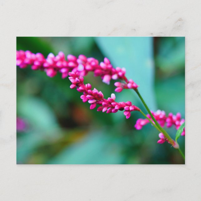 Pink Little Flowers Post Card (Front)