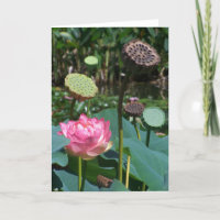 Pink Lotus and Pods - Greeting Card