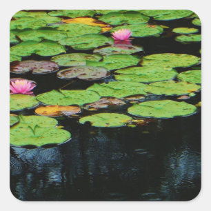 pink lotus black square sticker