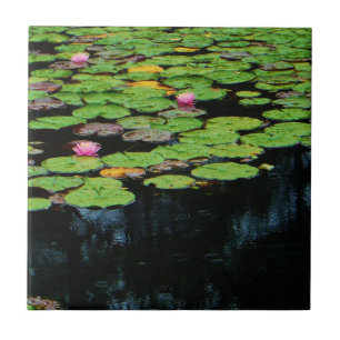 pink lotus black tile