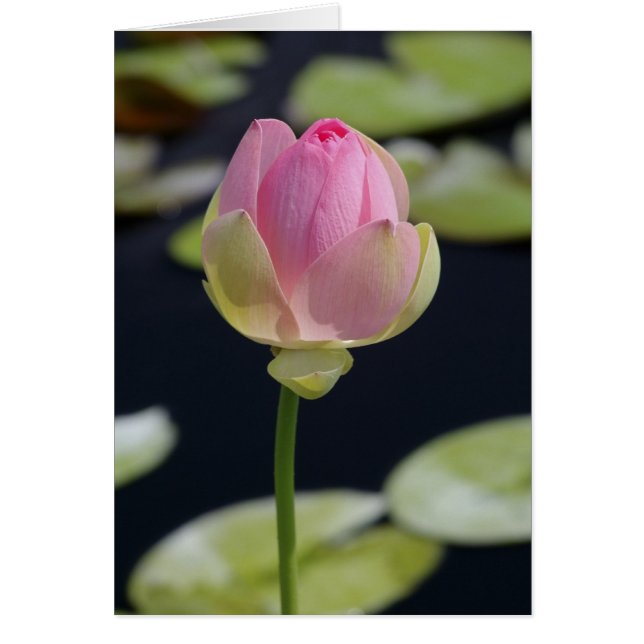 Pink Lotus Card (Front)
