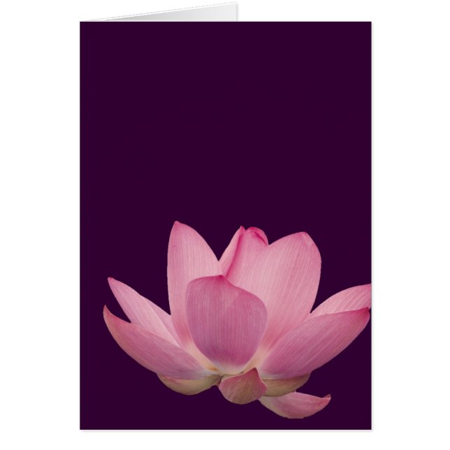 Pink Lotus Flower (Front)
