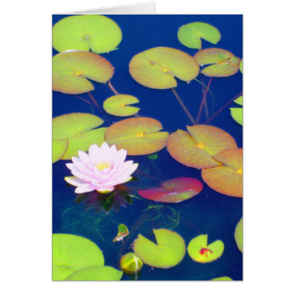 Pink Lotus Flower floating with lily pads on pond