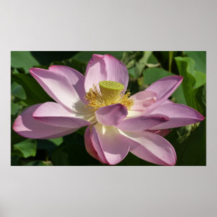 Pink Lotus Flower II Floral Poster