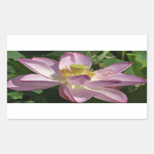 Pink Lotus Flower II Summer Floral Rectangular Sticker